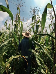 Farmer in a corn field